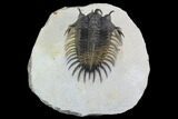 Spiny Comura Trilobite - Top Quality Specimen #95485-2
